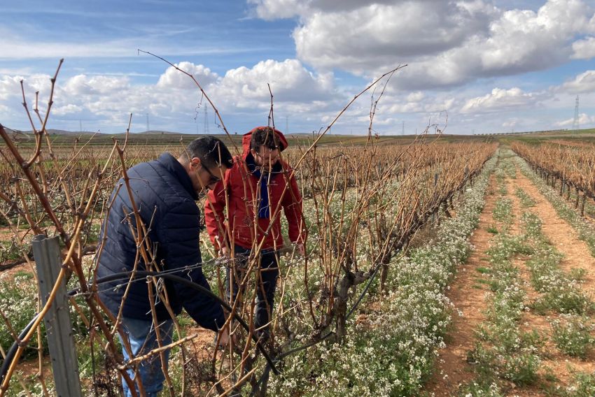 Una variedad de uva autóctona de Muniesa recuperada hace unos años produce un caldo único en el mundo