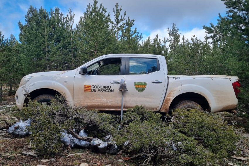 Agentes de Protección de la Naturaleza impiden la extracción ilegal de pino y sabina para su comercialización