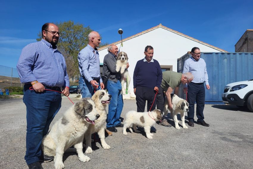 La DPT contará con una pareja de mastines del Pirineo para poner en marcha un proyecto de reproducción