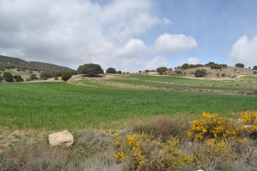 La falta de lluvias castiga más a las zonas cerealistas de Andorra, Bajo Martín y Cuencas Mineras