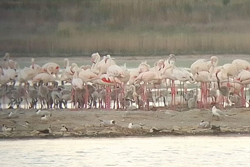 Los flamencos se reproducen por segundo año consecutivo en el entorno de la Laguna de Gallocanta