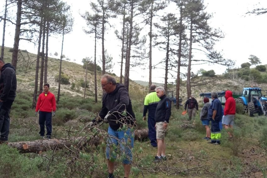 Cuevas Labradas planta el pino de San Juan, una tradición que no se celebraba desde el 2012