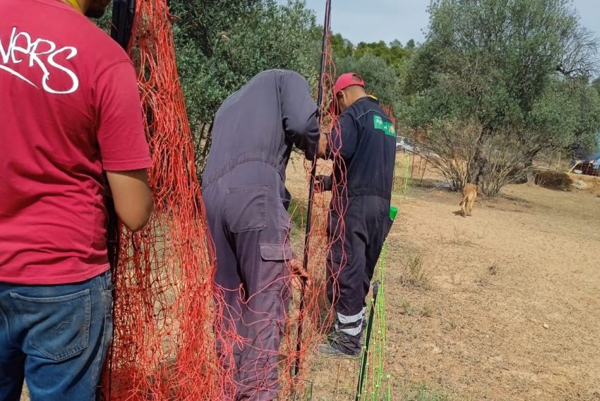 Las ayudas públicas por la presencia del lobo llegan a 41 ganaderos del Bajo Aragón