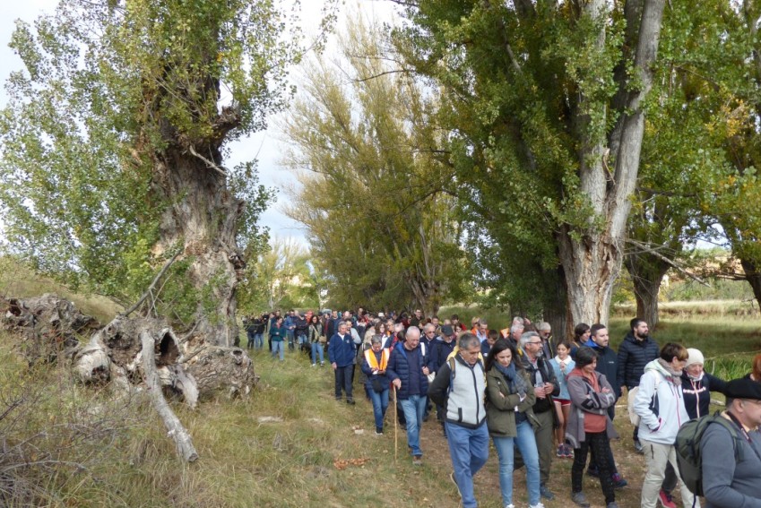 El chopo cabecero da identidad a unos paisajes turolenses que son únicos  y se resisten a desaparecer