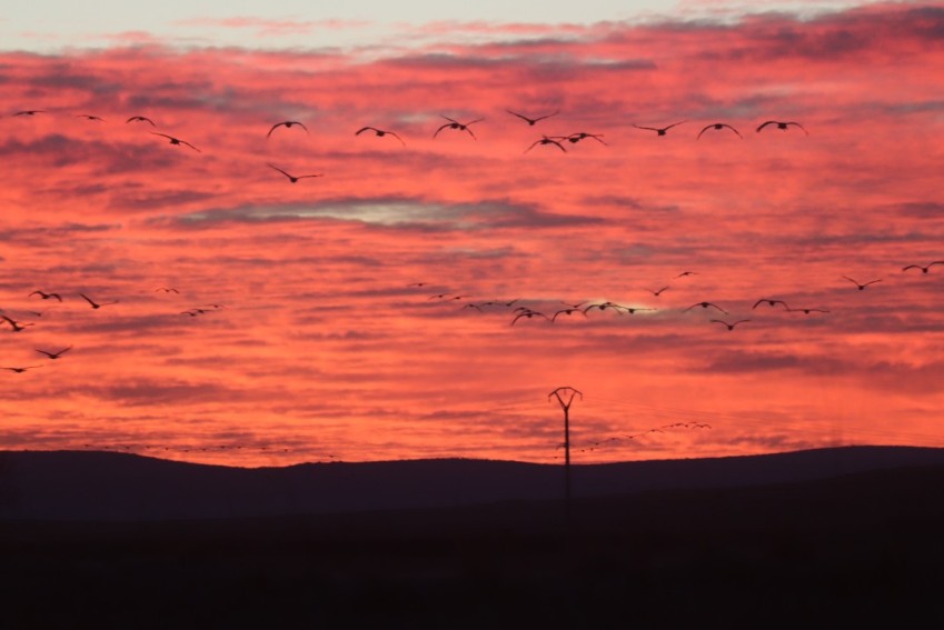 La llegada creciente de las grullas a la laguna de Gallocanta atrae en la misma medida a turistas