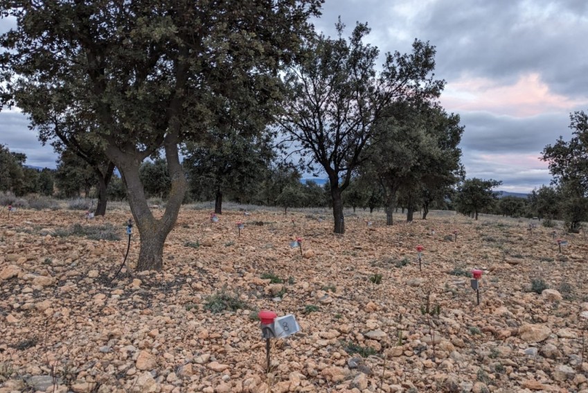 La investigación con nematodos en plantaciones de trufa continúa esta campaña por  la falta de resultados