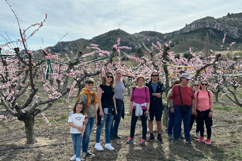 La floración del melocotonero se erige en reclamo turístico en Calanda