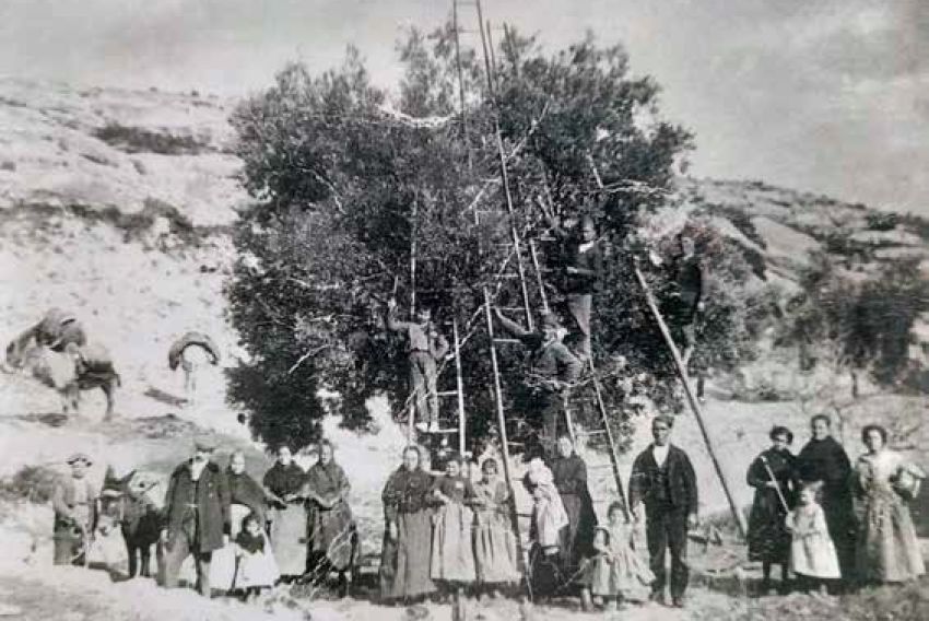 El Taller de Arqueología profundiza en la vida cotidiana del Bajo Aragón a través del aceite de oliva