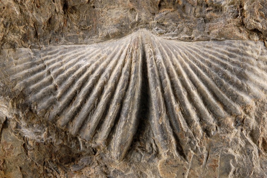 La vida marina del Paleozoico en Santa Cruz de Nogueras, en el Geolodía 25 de la provincia de Teruel