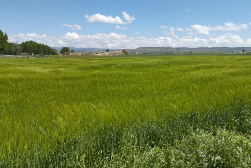 Los agricultores afrontan con optimismo la cosecha de cereal a pesar de las tormentas