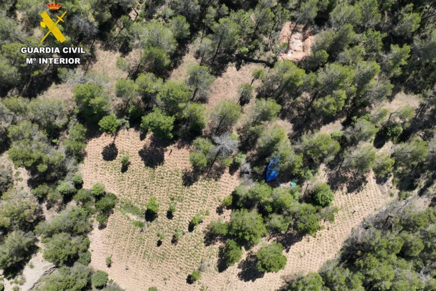 La Guardia Civil de Teruel evita la reactivación de una plantación de marihuana en Fuentes de Rubielos y detiene a dos personas