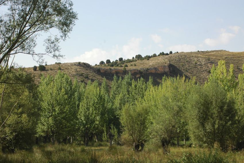 Las choperas, trasmochas o de cultivo intensivo, se reivindican como reservas de avifauna