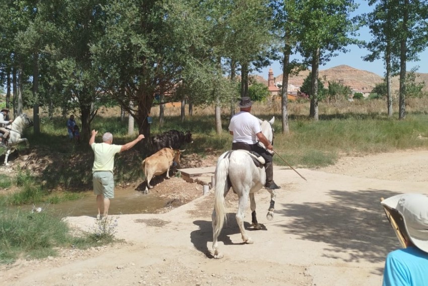 Martín del Río busca a las dos reses extraviadas el sábado durante  el trasladado de la Trashumancia