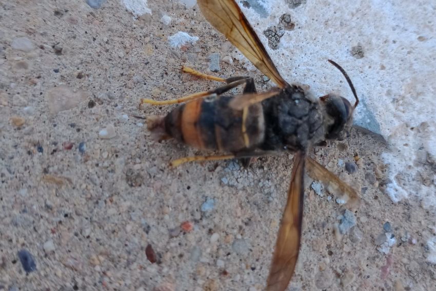 Detectan la presencia de ejemplares de avispa asiática en Alcañiz