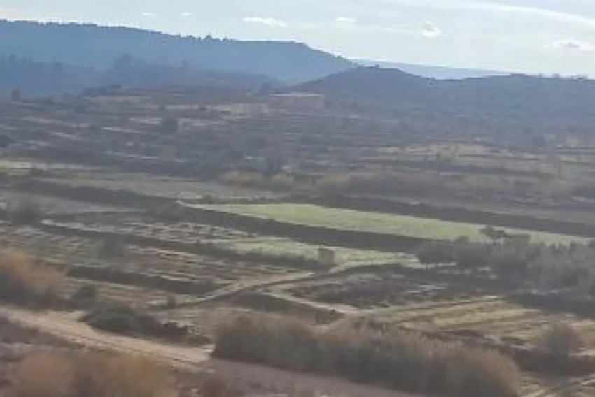 CHA reclama medidas justas para el sector agrícola de Mazaleón y Maella afectados por el virus Sharka-tipo m