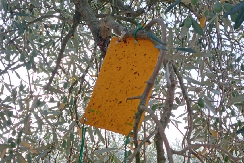 La DGA insta a los agricultores a parchear la mosca del olivo para tener un aceite de calidad