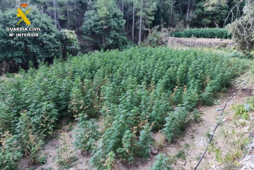 La Guardia Civil desmantela en Valderrobres una plantación de 1.700 plantas de marihuana y detiene a dos personas, ya en prisión