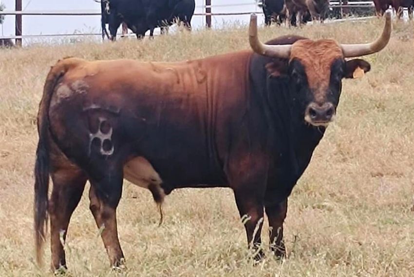 Entendidos Zero exhibe este sábado en el Carrel un toro cerril, Calino, de la ganadería Guadalest