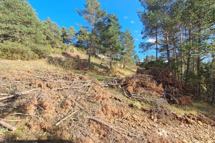 Preocupación vecinal por la presencia de restos de cortas en montes de la comarca de Gúcar-Javalambre