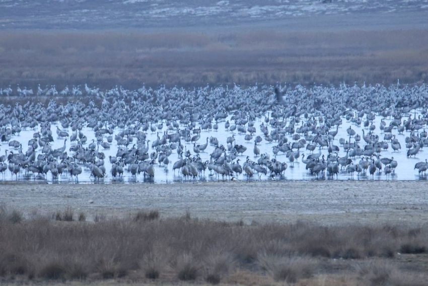 La app Galloconta para el conteo de grullas se presentará en noviembre