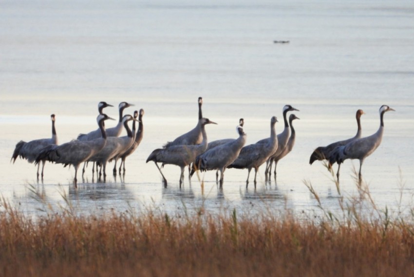 La llegada de las primeras grullas marca el inicio de la temporada en Gallocanta