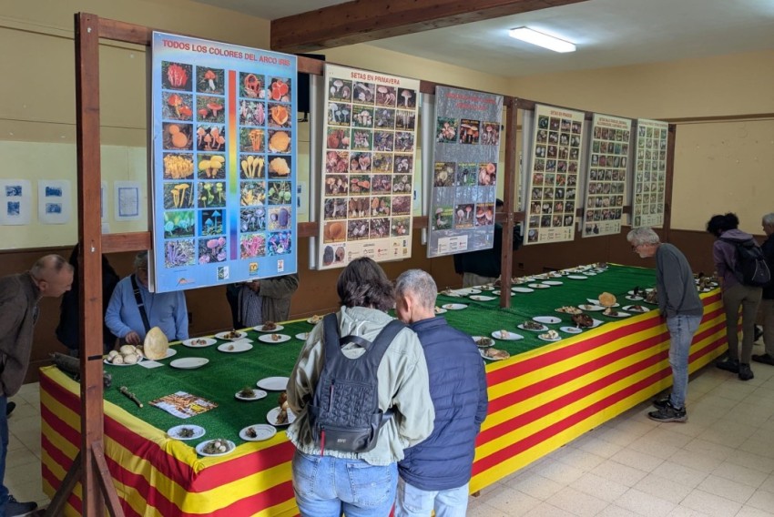 Beceite se llena de aromas en las XXVI Jornadas Micológicas y el XXVIII Día dels Bolets