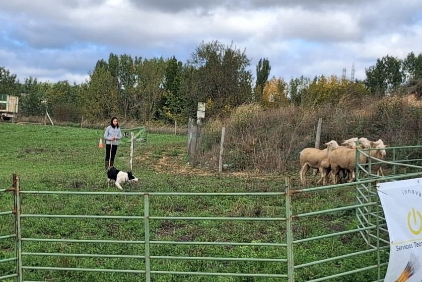 Valderrobres se vuelca con su campeonato de perros pastores, con 40 participantes