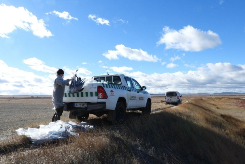 El laboratorio del Cesac confirma que las grullas de Gallocanta murieron por gripe aviar