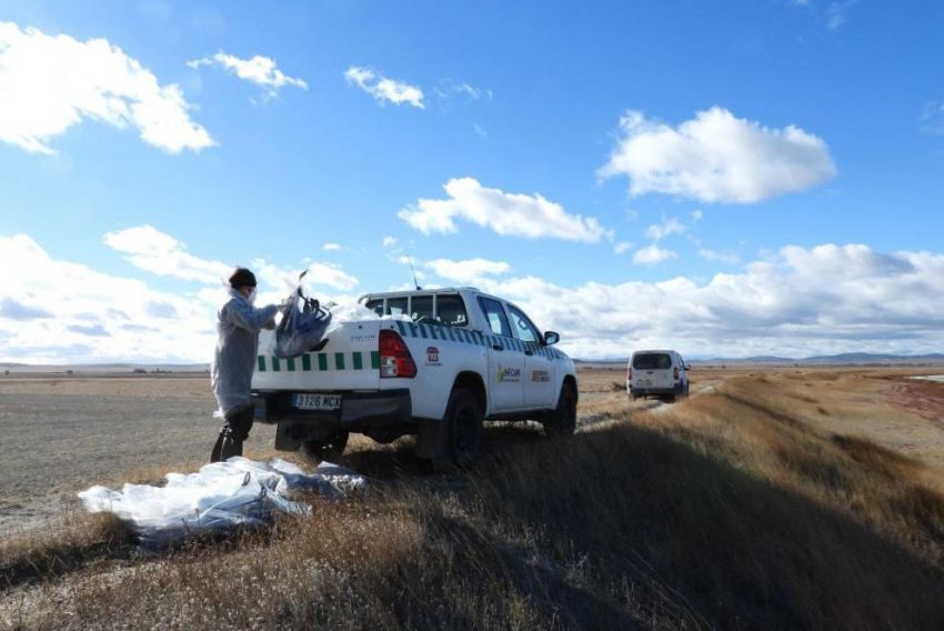 El laboratorio confirma que las grullas de Gallocanta están contagiadas por gripe aviar