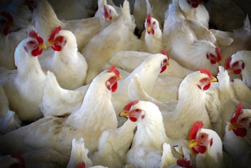 Agricultura adopta medidas para prevenir la introducción de la gripe aviar en explotaciones avícolas y prohíbe la cría de aves de corral al aire libre