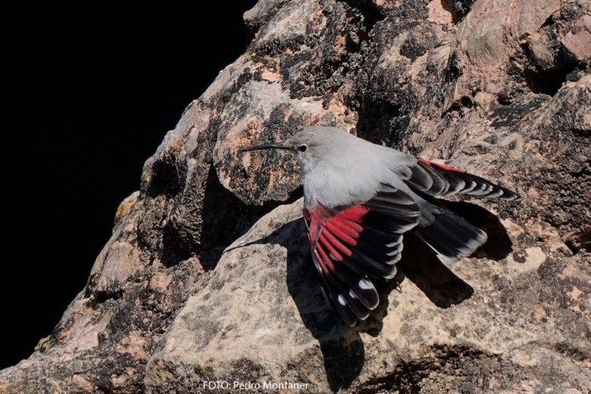 Avistado en los Amanaderos de Riodeva un ejemplar de treparriscos