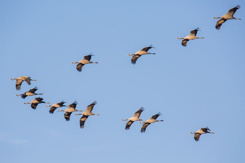 La Fiesta de Bienvenida de las Grullas mantiene su programa de actividades