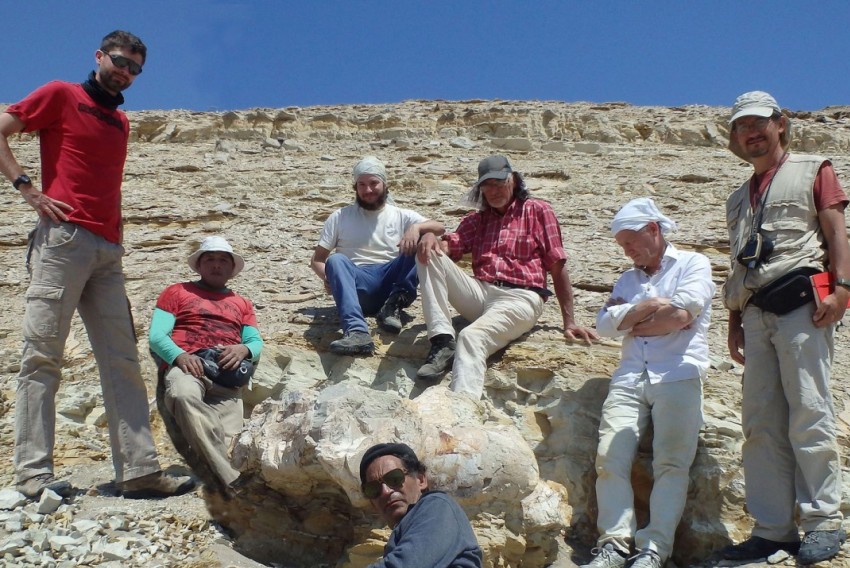 Una ballena gigante de hace 37 millones de años protagoniza la nueva ‘Paleoguía’ de la Fundación Dinópolis