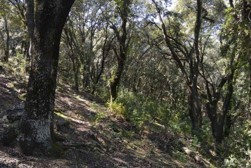 Las carrascas de más de 30 años plantadas con ayudas de reforestación se podrán arrancar