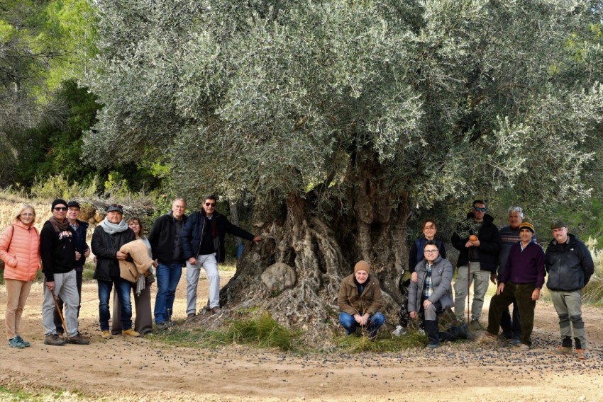 Nace la Asociación de Oliveras Singulares de Aragón para conservar el patrimonio olivarero