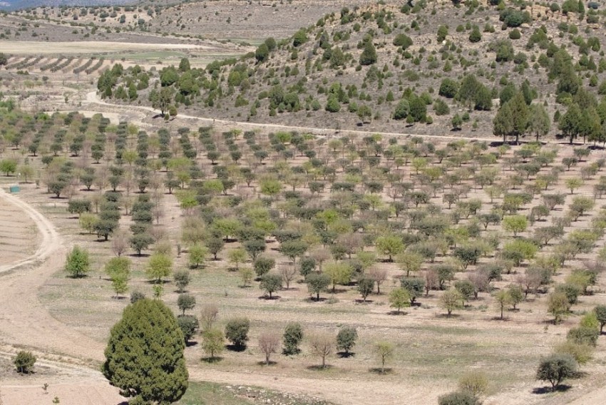 La provincia, referente en el modelo de truficultura debido a la profesionalización