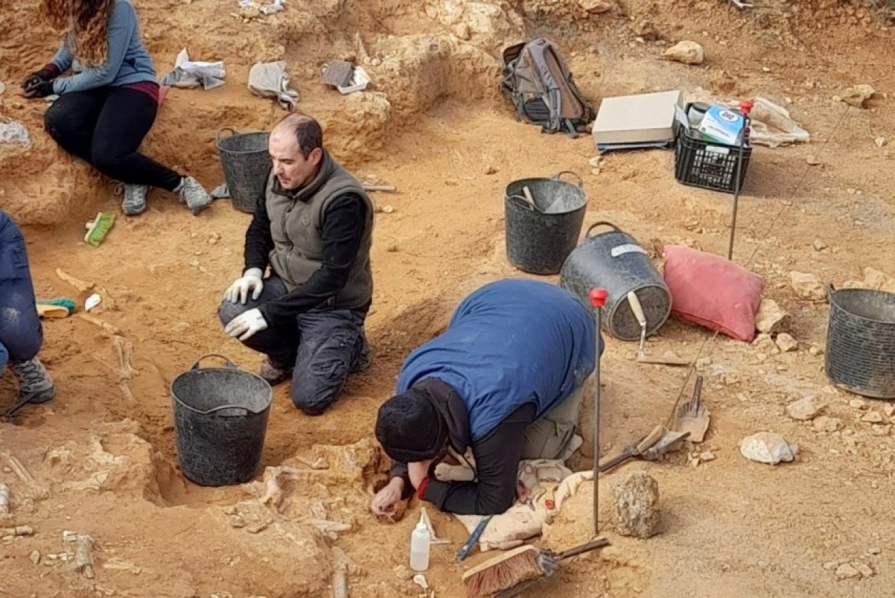 Dinópolis excava  más de 200 fósiles  de mamíferos en La Puebla de Valverde