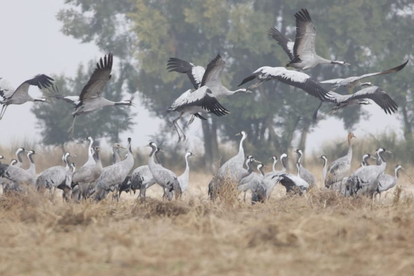 Baja la migración de grullas por la gripe aviar mientras los visitantes de la laguna se mantienen