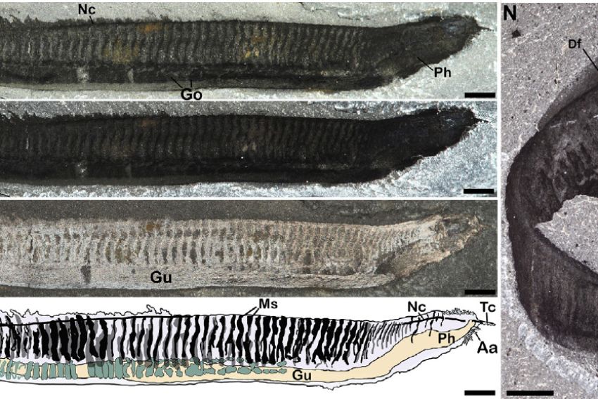 Una investigación sobre el origen de la estructura corporal de los cordados primitivos gana el concurso internacional de Investigación en Paleontología 2025