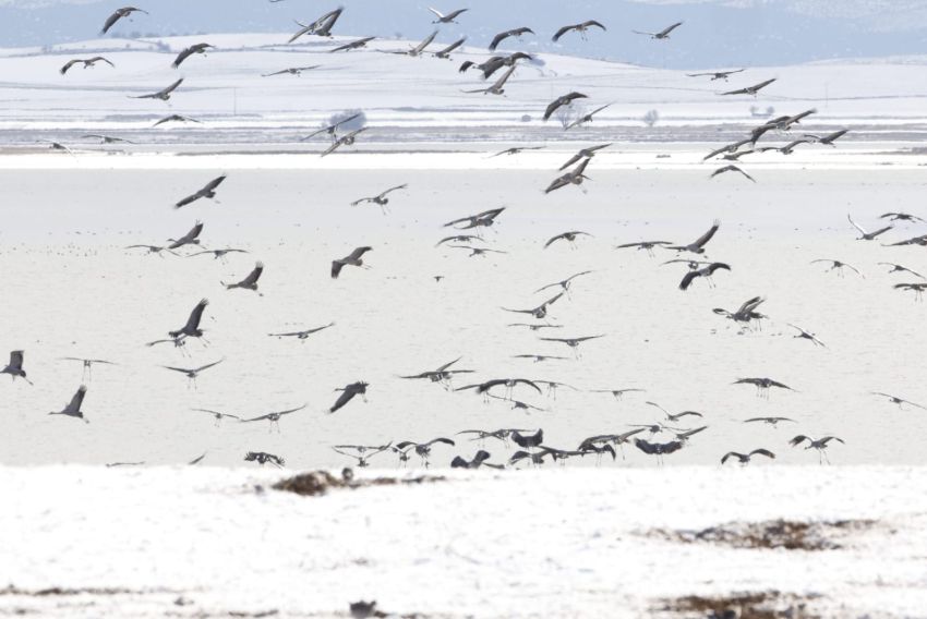 La gripe aviar reduce en 50.000 grullas el número de invernantes en España