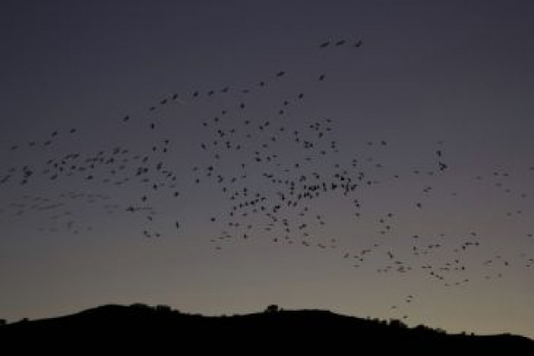 Las grullas buscan el agua en Lechago tras secarse la laguna de Gallocanta