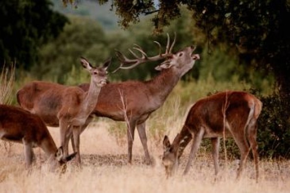 La DGA plantea ordenar las visitas al monte durante la berrea