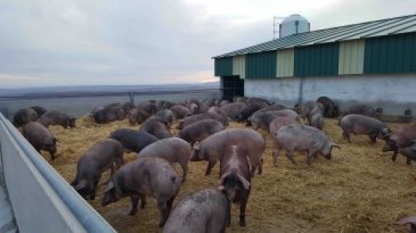 Fertinagro Biotech patenta la conversión de purines y carbón en fertilizante para agricultura sostenible