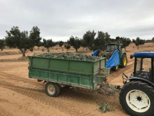 La sequía merma la cosecha de oliva un 30%, pero se mantiene la producción de aceite