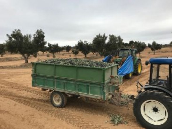 La sequía merma la cosecha de oliva un 30%, pero se mantiene la producción de aceite