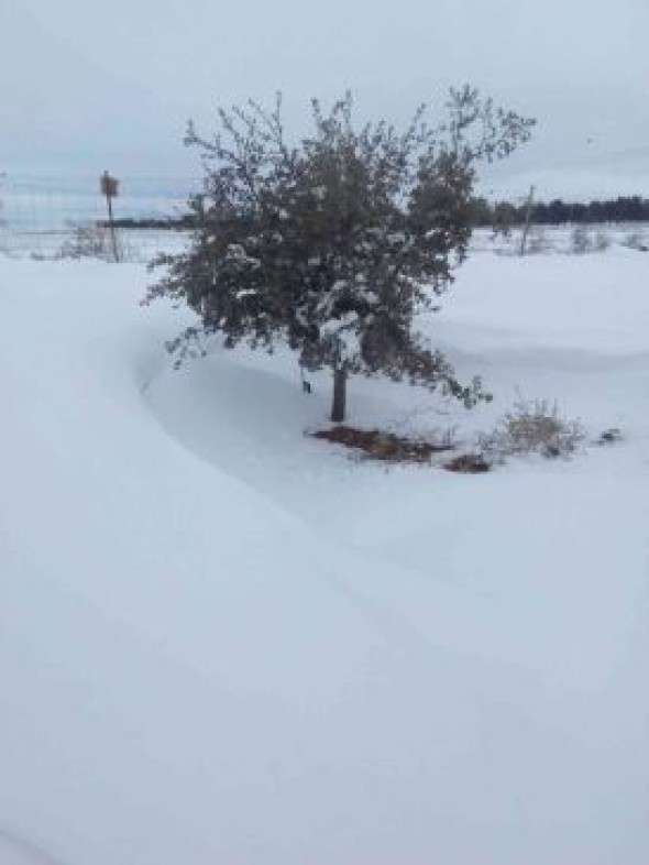 El mercado de trufa previsto para este domingo en Teruel se cancela