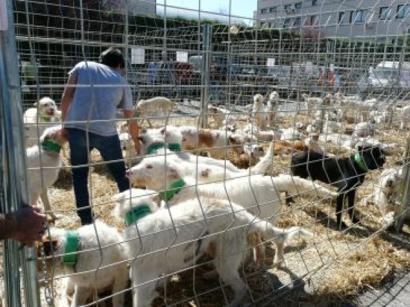 Calamocha recupera las carreras de galgos y estrena exhibición de caballos en una nueva edición de Captur, que arranca esta mañana