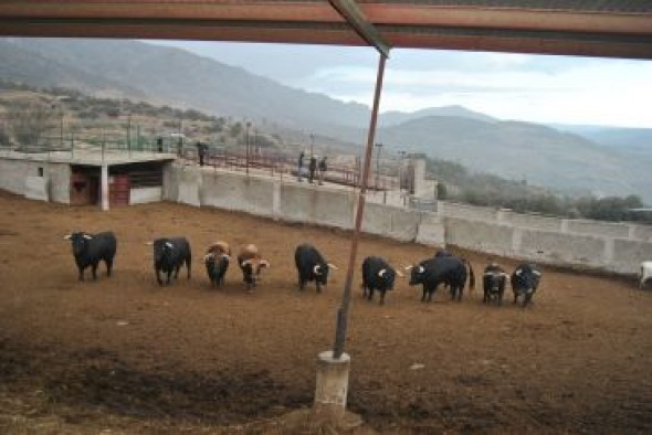 Con presencia, cuernos bien armados y peso para ser temidos: así serán los ensogados en las próximas fiestas de la Vaquilla