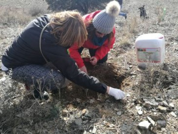 Burbáguena celebra una nueva jornada de reforestación arbórea