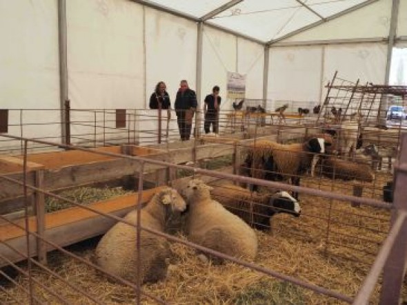 Rehalas, tractores, ganado y alimentos protagonizan la Feria de San Isidro en Alfambra